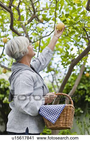 Older woman picking fruit outdoors View Large Photo Image Stock Image - Older woman picking fruit outdoors. Fotosearch