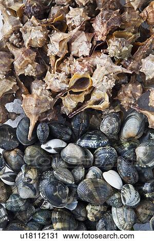 Stock Image - Pile of clams and sea shells. Fotosearch