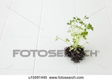 Stock Photography - Plant with roots on tiled floor. Fotosearch