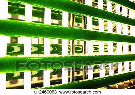 Plants in glass tube under lamps View Large Photo Image Stock Image - Plants in glass tube under lamps. Fotosearch