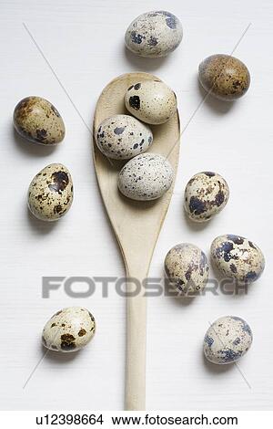 Quail eggs on wooden spoon View Large Photo Image Picture - Quail eggs on wooden spoon. Fotosearch