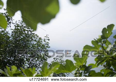 Sailboat on lake viewed through leaves View Large Photo Image Stock Image - Sailboat on lake viewed through leaves. Fotosearch