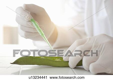 Scientist dropping liquid on peas in pod View Large Photo Image Stock Image - Scientist dropping liquid on peas in pod. Fotosearch