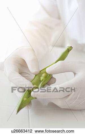 Stock Image - Scientist examining peas in pod. Fotosearch