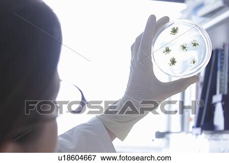 Stock Photo - Scientist examining petri dish in lab . Fotosearch