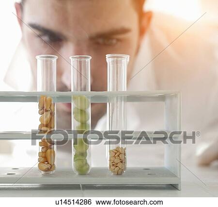 Scientist examining seeds in test tubes View Large Photo Image Stock Photograph - Scientist examining seeds in test tubes. Fotosearch