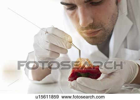 Scientist examining seeds of bell pepper View Large Photo Image Stock Photo - Scientist examining seeds of bell pepper. Fotosearch
