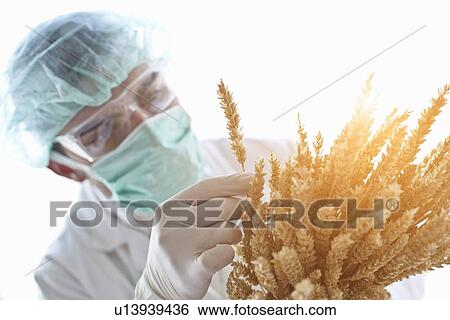 Stock Photograph - Scientist examining stalks of wheat. Fotosearch