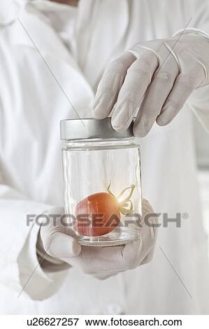 Scientist examining tomato in glass jar View Large Photo Image Stock Photo - Scientist examining tomato in glass jar. Fotosearch