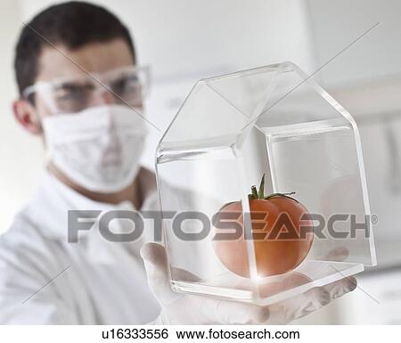Scientist examining tomato in glass jar View Large Photo Image Stock Photograph - Scientist examining tomato in glass jar. Fotosearch