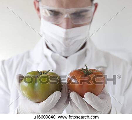 Scientist examining tomatoes in lab View Large Photo Image Stock Image - Scientist examining tomatoes in lab. Fotosearch