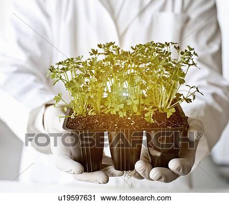 Stock Image - Scientist holding glowing potted plants. Fotosearch