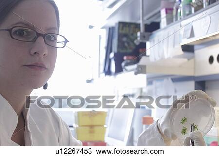 Scientist holding petri dish in lab View Large Photo Image Stock Image - Scientist holding petri dish in lab . Fotosearch