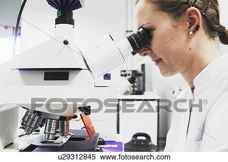 Scientist looking through microscope View Large Photo Image Stock Photography - Scientist looking through microscope. Fotosearch