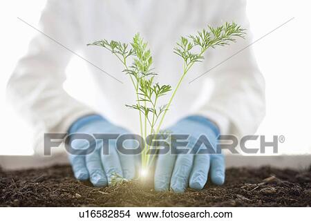 Scientist planting glowing plant View Large Photo Image Picture - Scientist planting glowing plant. Fotosearch
