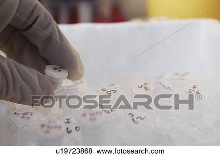 Scientist selecting test tube from rack View Large Photo Image Stock Photo - Scientist selecting test tube from rack. Fotosearch