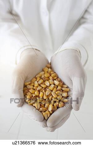 Stock Photograph - Scientist with handful of corn kernels. Fotosearch