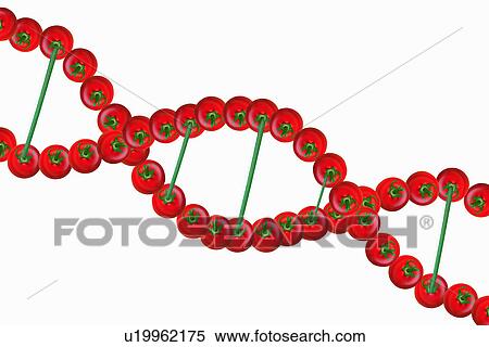Stock Photography - Tomatoes forming DNA helix. Fotosearch