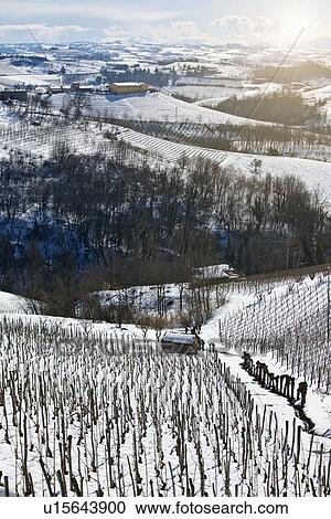 Stock Image - Trees growing on snowy rural hillside. Fotosearch
