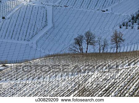 Stock Photo - Trees growing on snowy rural hillside. Fotosearch
