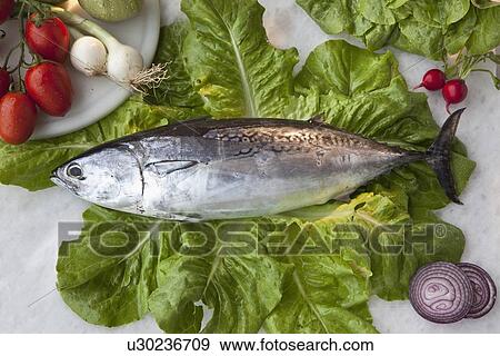 Stock Photo - Tuna fish on bed of lettuce. Fotosearch