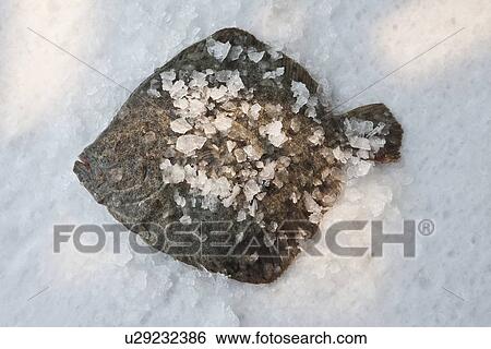 Turbot on bed of rock salt View Large Photo Image Stock Photograph - Turbot on bed of rock salt. Fotosearch