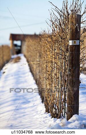 Stock Photo - Vines growing on poles in snow. Fotosearch