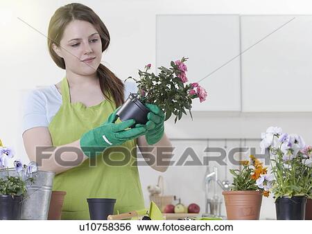 Woman de-potting flowers indoors View Large Photo Image Stock Photograph - Woman de-potting flowers indoors. Fotosearch