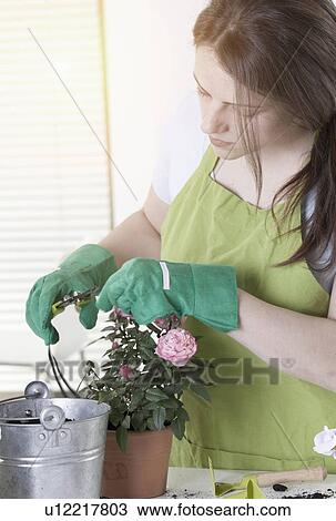 Woman pruning potted plants indoors View Large Photo Image Stock Image - Woman pruning potted plants indoors. Fotosearch