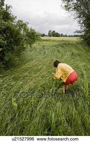 Woman walking in tall grass View Large Photo Image Stock Photograph - Woman walking in tall grass. Fotosearch