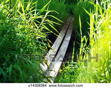Picture - Wooden walkway in lush forest. Fotosearch