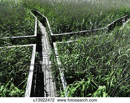 Stock Image - Wooden walkway in lush forest. Fotosearch