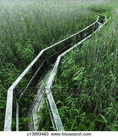 Wooden walkway in lush forest View Large Photo Image Stock Image - Wooden walkway in lush forest. Fotosearch