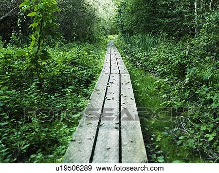 Wooden walkway in lush forest View Large Photo Image Stock Photo - Wooden walkway in lush forest. Fotosearch