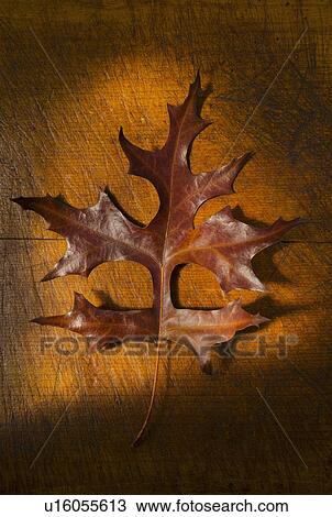 Stock Image - Autumn leaf, studio shot. Fotosearch