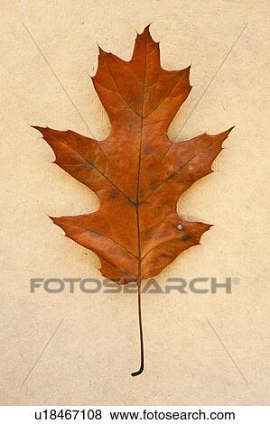Stock Photo - Autumn leaf, studio shot. Fotosearch