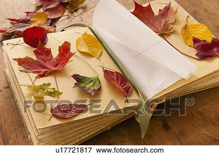 Autumn leaves on book, studio shot View Large Photo Image Stock Photo - Autumn leaves on book, studio shot. Fotosearch