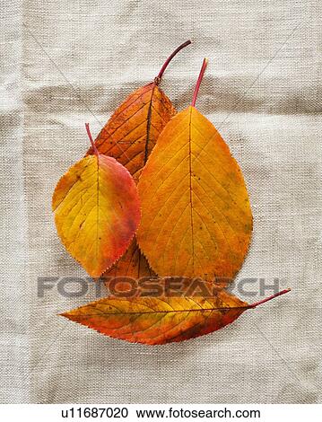 Stock Image - Autumn leaves on burlap, studio shot. Fotosearch