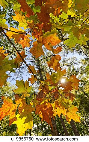 Autumn leaves View Large Photo Image Stock Image - Autumn leaves. Fotosearch