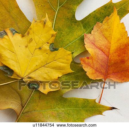 Picture - Autumn leaves, studio shot. Fotosearch