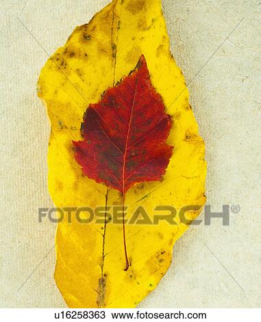 Stock Image - Autumn leaves, studio shot. Fotosearch