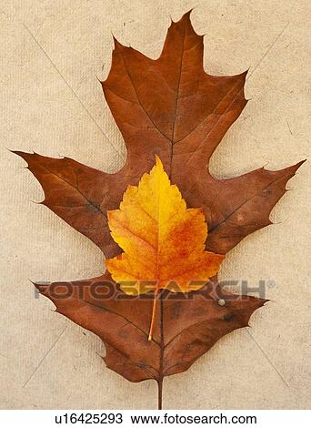 Stock Image - Autumn leaves, studio shot. Fotosearch