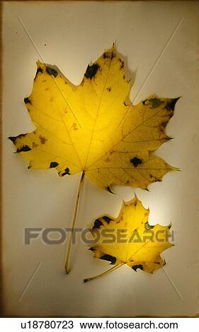 Stock Image - Autumn leaves, studio shot. Fotosearch