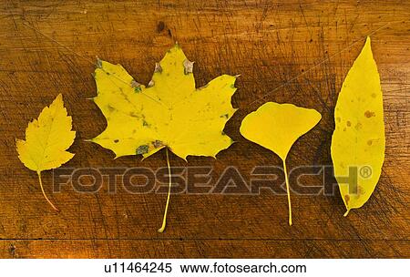 Stock Photography - Autumn leaves, studio shot. Fotosearch