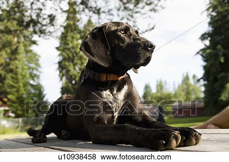 Black dog in backyard View Large Photo Image Stock Photo - Black dog in backyard. Fotosearch