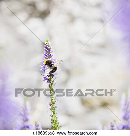 Bumble bee on lavender View Large Photo Image Stock Photo - Bumble bee on lavender. Fotosearch