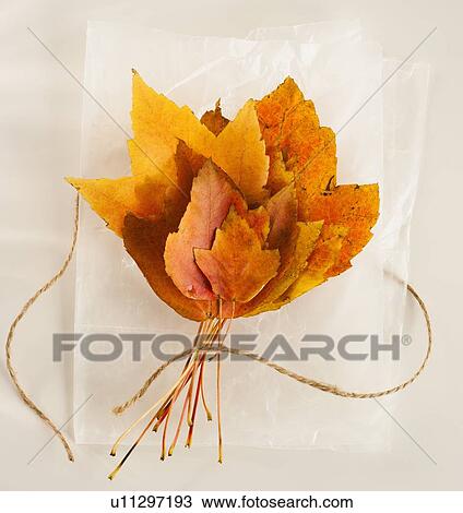 Bunch of autumn leaves on white background View Large Photo Image Stock Image - Bunch of autumn leaves on white background. Fotosearch