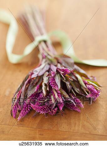 Bunch of purple Eremurus on wooden table View Large Photo Image Stock Photography - Bunch of purple Eremurus on wooden table. Fotosearch