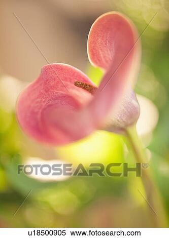 Calla Lily View Large Photo Image Stock Photography - Calla Lily. Fotosearch