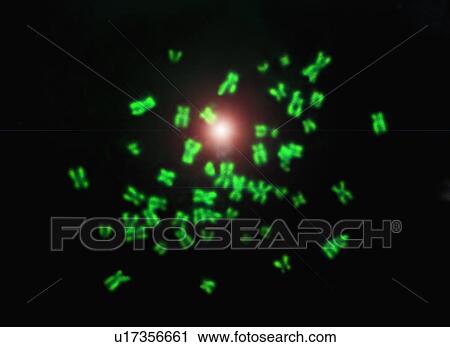 Stock Image - Chromosomes on black background. Fotosearch
